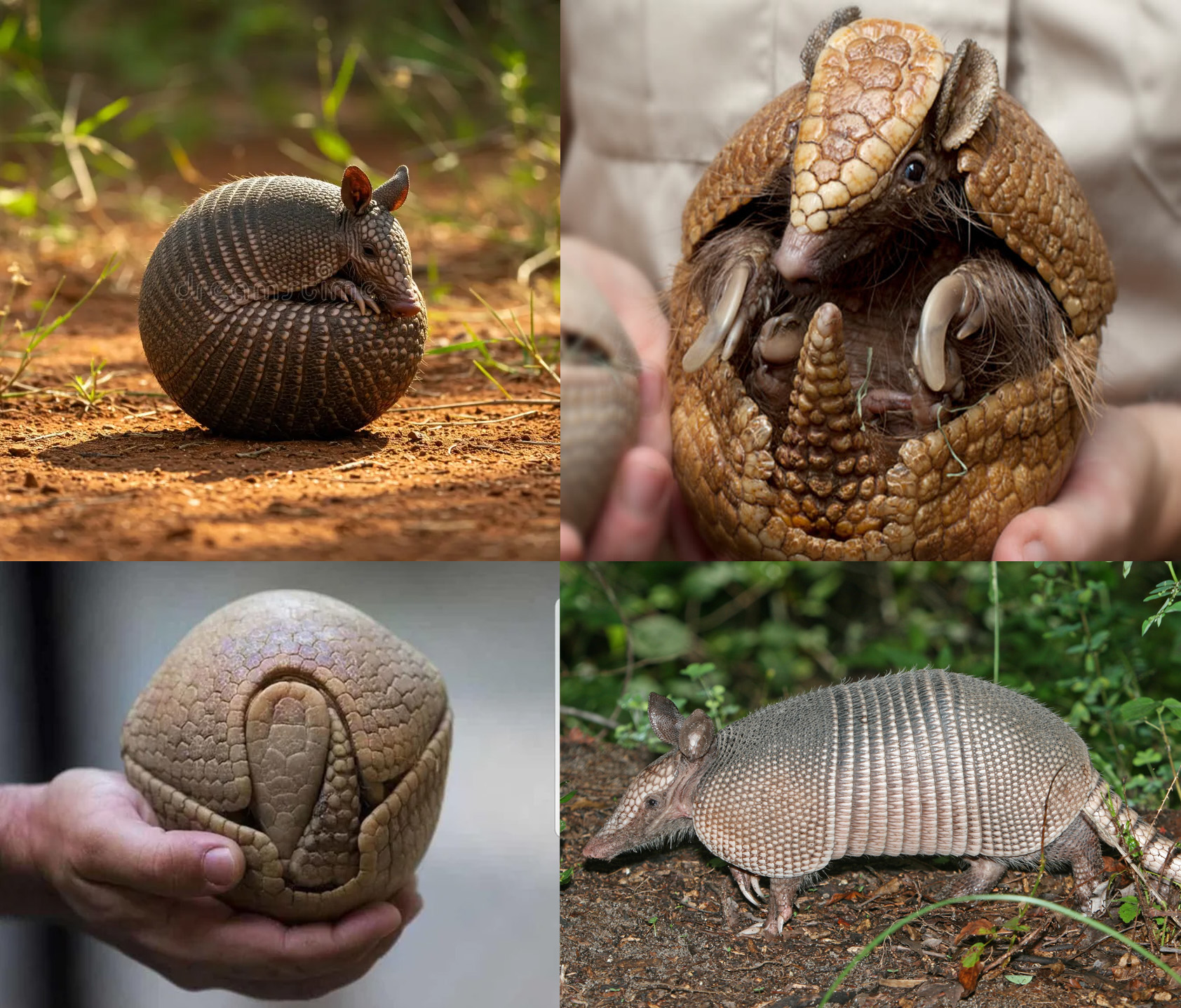 SEC Armadillo (Glasgow, Scotland) – While the architect originally cited interlocking ship hulls, the overlapping plated shell is widely associated with the armor of an armadillo.