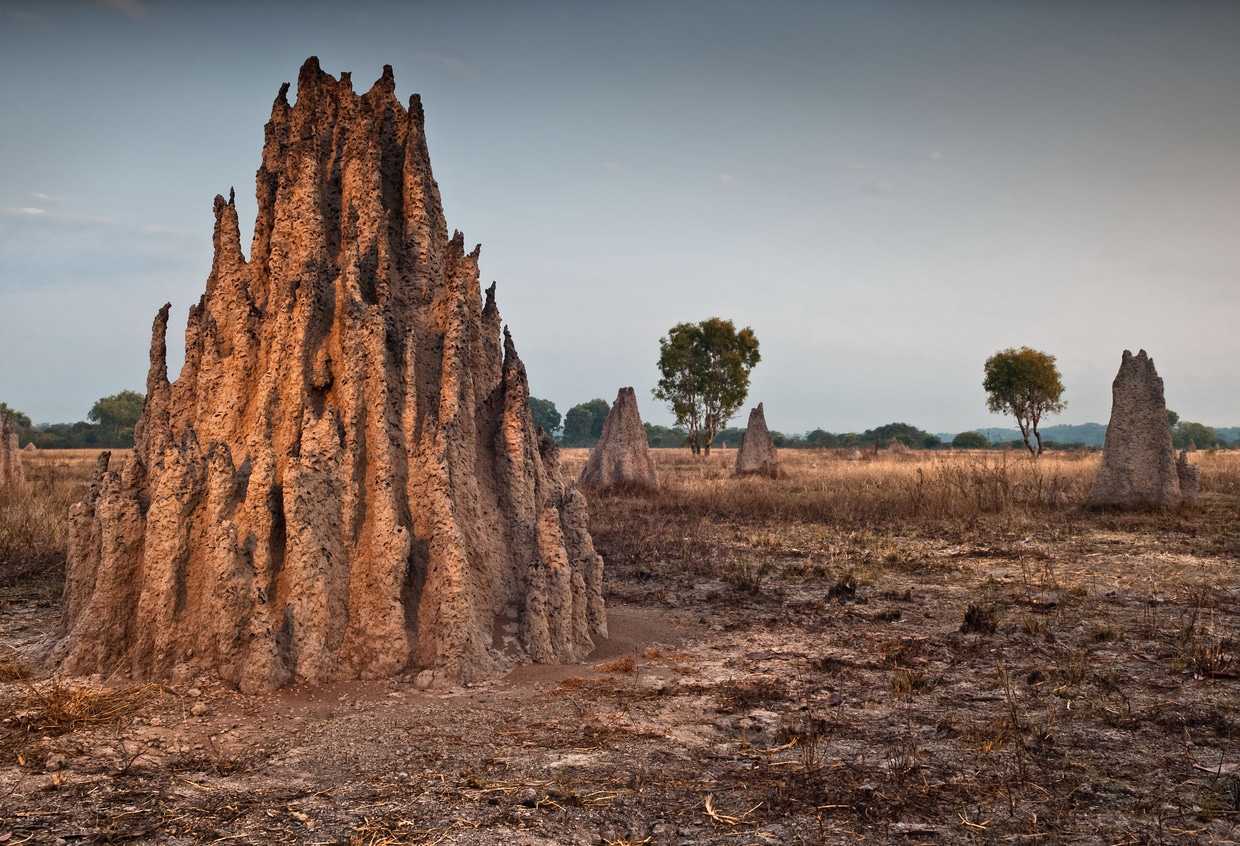 Eastgate Centre (Harare, Zimbabwe) – Architect Mick Pearce studied termite mounds to design a passive cooling system that regulates the building's temperature without air conditioning.