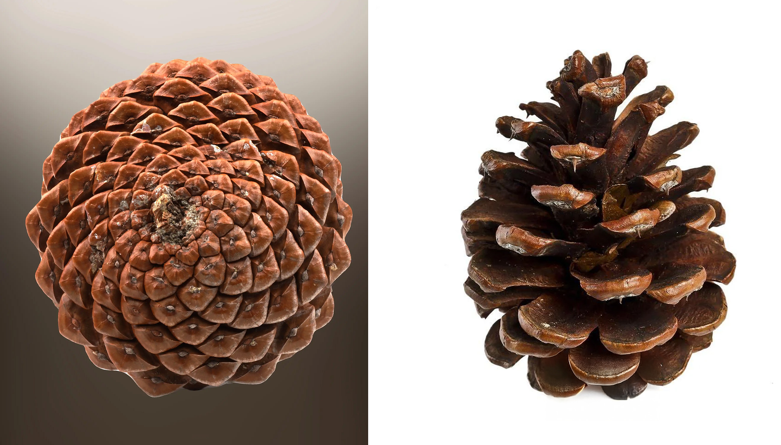 The Core at the Eden Project (Cornwall, UK) – The roof structure is based on the Fibonacci spirals found in pinecones and sunflowers.