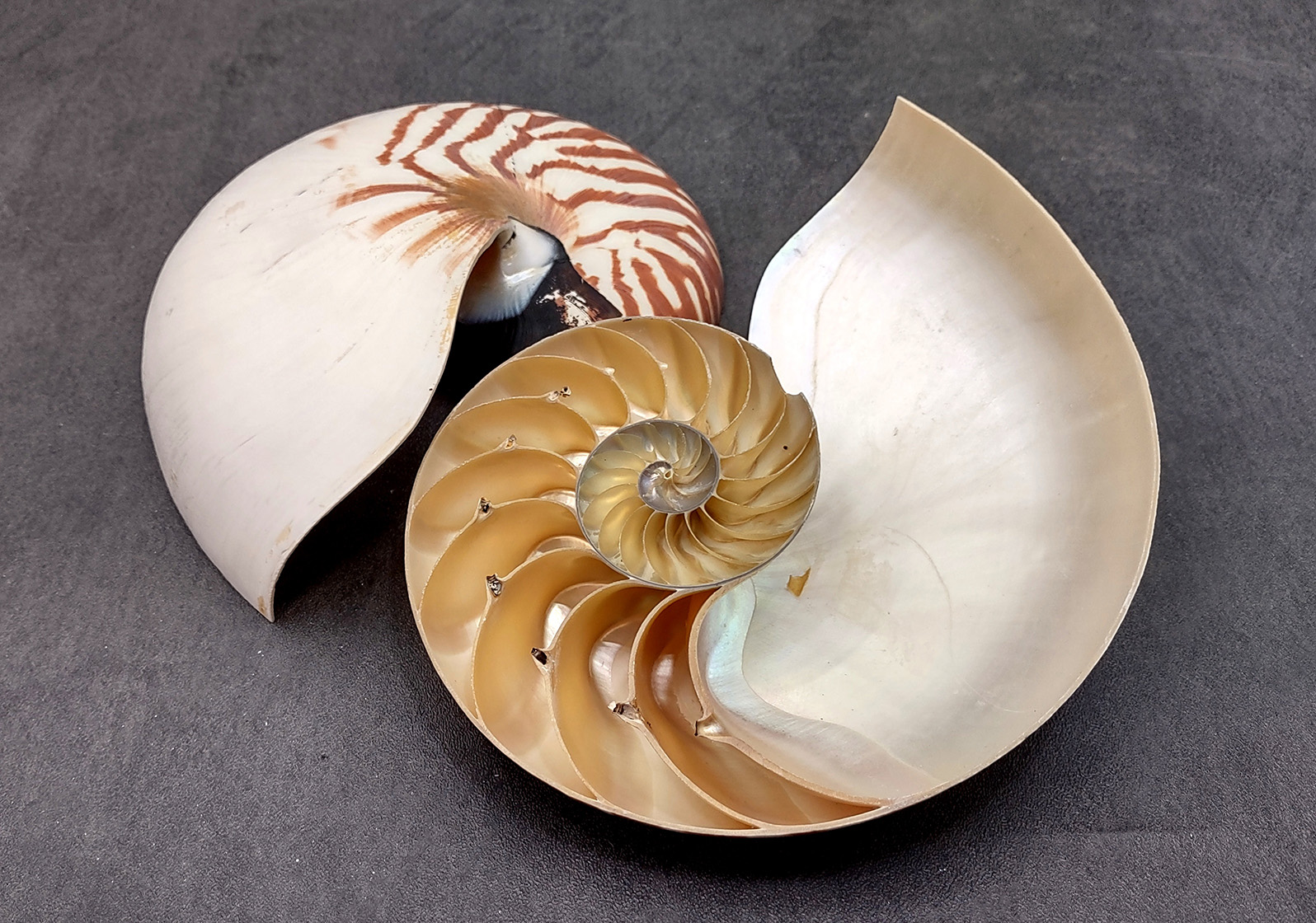 The Nautilus House (Mexico City, Mexico) – Javier Senosiain designed this whimsical home to follow the logarithmic spiral of a nautilus shell.